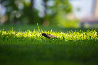 Close-up of insect on grass