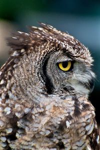 Close-up portrait of owl