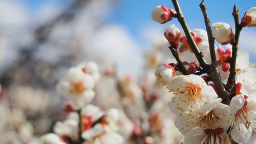 Low angle view of white flowers blooming on tree