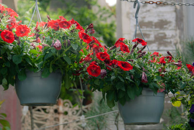 Close-up of red flower pot on potted plant