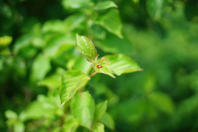 Close-up of insect on leaf