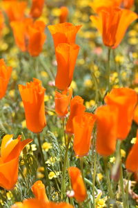 Close-up of orange flowering plants