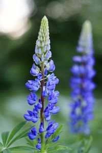 Close-up of purple flowering plant