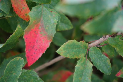 Close-up of fresh green - red  leaves on plant