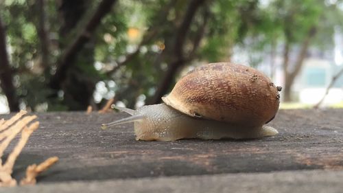 Close-up of snail on tree