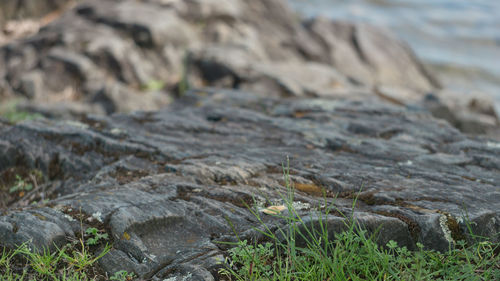 Surface level of rocks on land