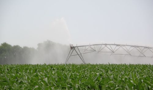 Agricultural sprinkler spraying water on corn field