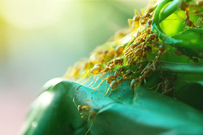 Close-up of insect on flower