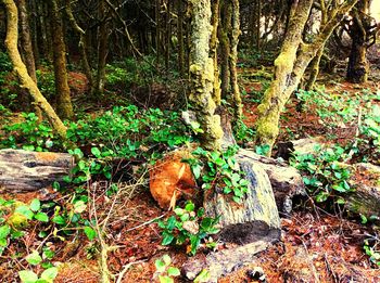 Trees growing in forest