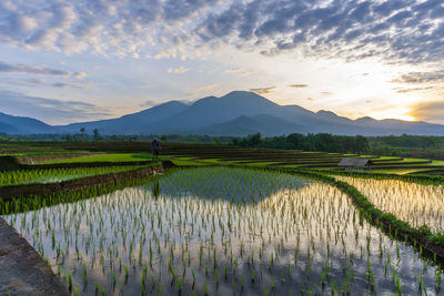 Morning view of mountains and terraces of rice fields and farmers with clear water in a cool