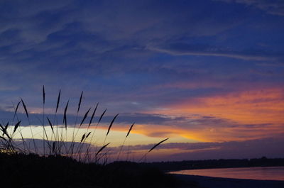 Silhouette plants on land against sky during sunset