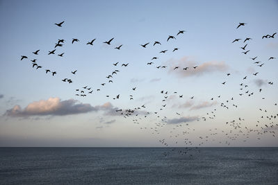 View of silhouette birds flying against sky