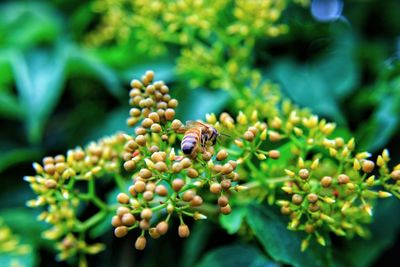 Close-up of insect on flower