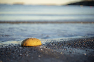 Close-up of shell on beach