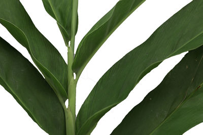 Close-up of green leaves