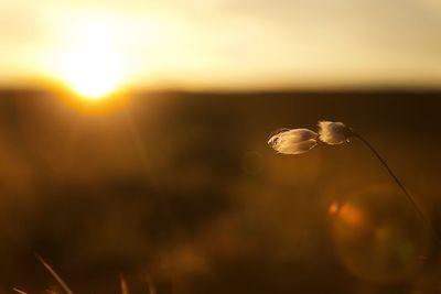 Close-up of flower against sunset