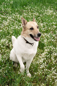 Summer leisure time, pet care and training. cute mixed breed shepherd dog on green grass in spring 