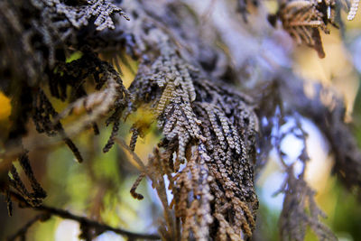 Close-up of lichen on tree trunk