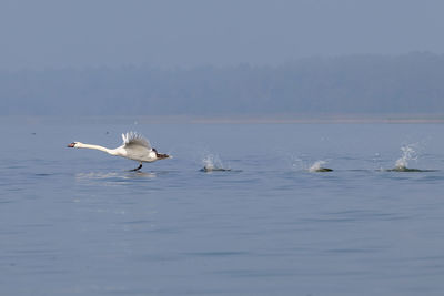 Swans swimming in lake