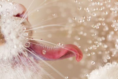 Cropped image of cat licking water drops