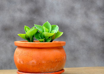 Close-up of plant on table