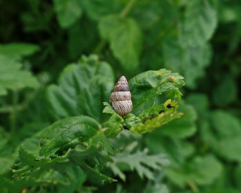 Close-up of plant