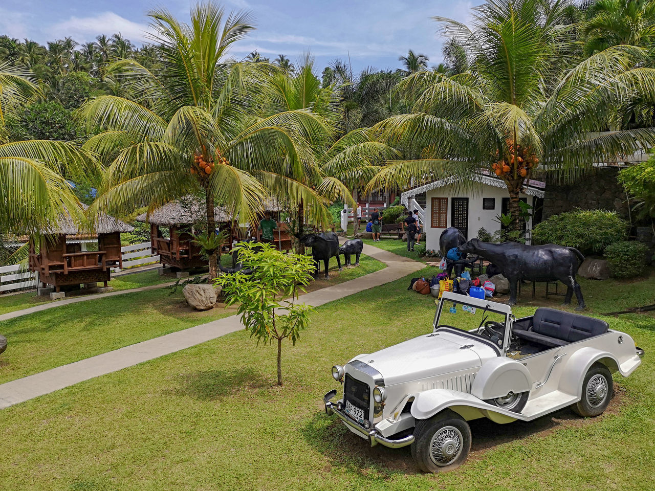 VIEW OF PALM TREES ON GRASS