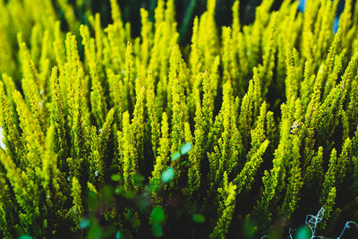 Close-up of fresh green plants