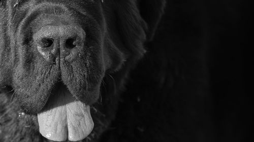 Close-up of dog looking away