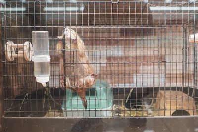 Close-up of bird in cage