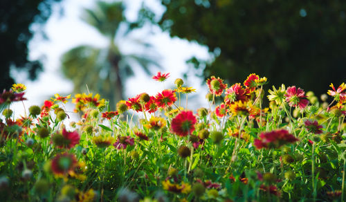 Close-up of pink flowering plants on field