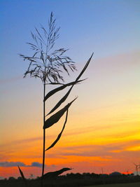 Silhouette plant against sky at sunset