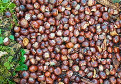 Chestnuts, background, close up