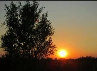 sunset, silhouette, sun, tree, tranquility, tranquil scene, beauty in nature, orange color, scenics, nature, sky, landscape, field, sunlight, growth, idyllic, clear sky, outdoors, back lit, no people