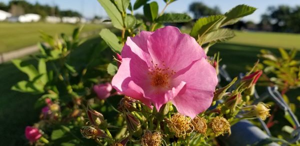 Close-up of pink flowering plant