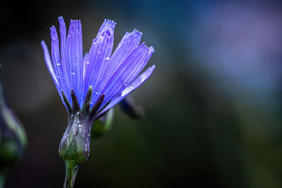 Close-up of purple flowering plant