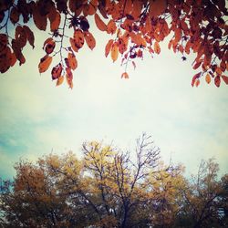 Low angle view of trees against sky