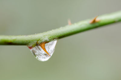 Close-up of water drop on leaf