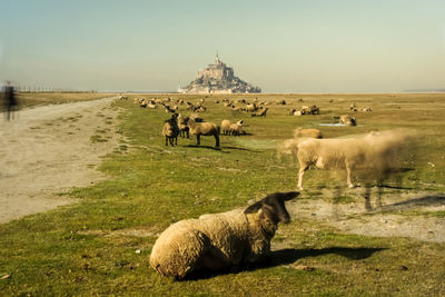 Sheep in a field