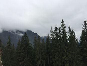 Pine trees in forest against sky