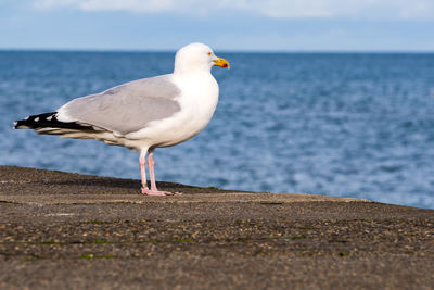 Seagull perching on shore against sea