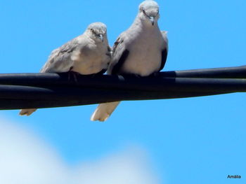 Low angle view of birds perching against clear blue sky