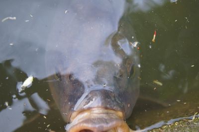 Fish swimming in water