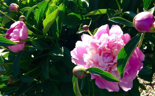 Close-up of pink flowers