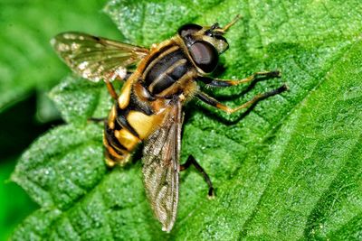 Close-up of insect on leaf