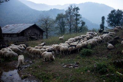 Flock of sheep on field