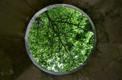 Trees seen through window