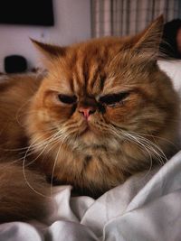 Close-up portrait of a cat