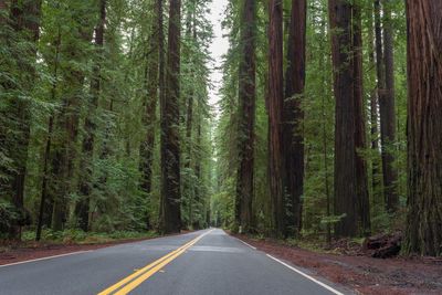 Empty road along trees in forest