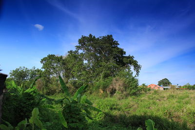 Trees on landscape against blue sky